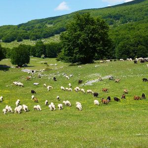 Le zecche si trovano dove pascolano gli animali (foto panoramio maury3001)