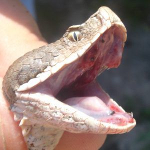 Occhio verticale della vipera aspis_foto Giuseppe Cristiano Wikipedia Commons