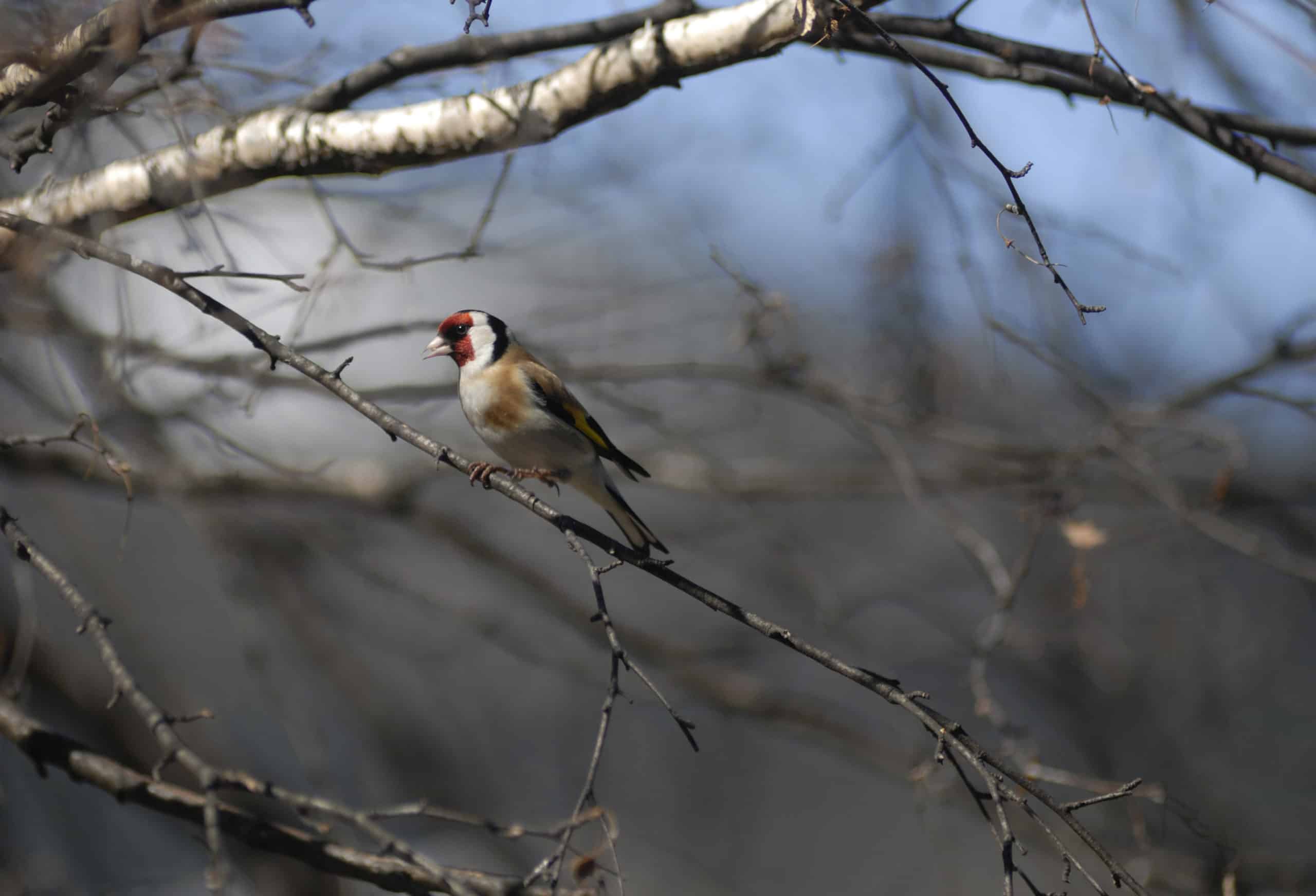 Cardellino, foto di Piercarlo Ortalli