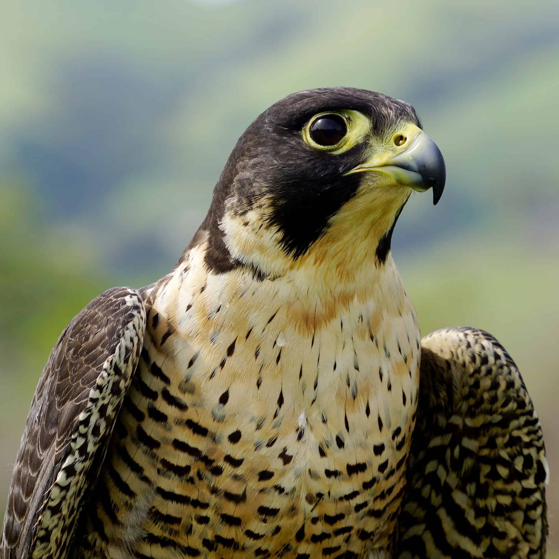 Falco pellegrino