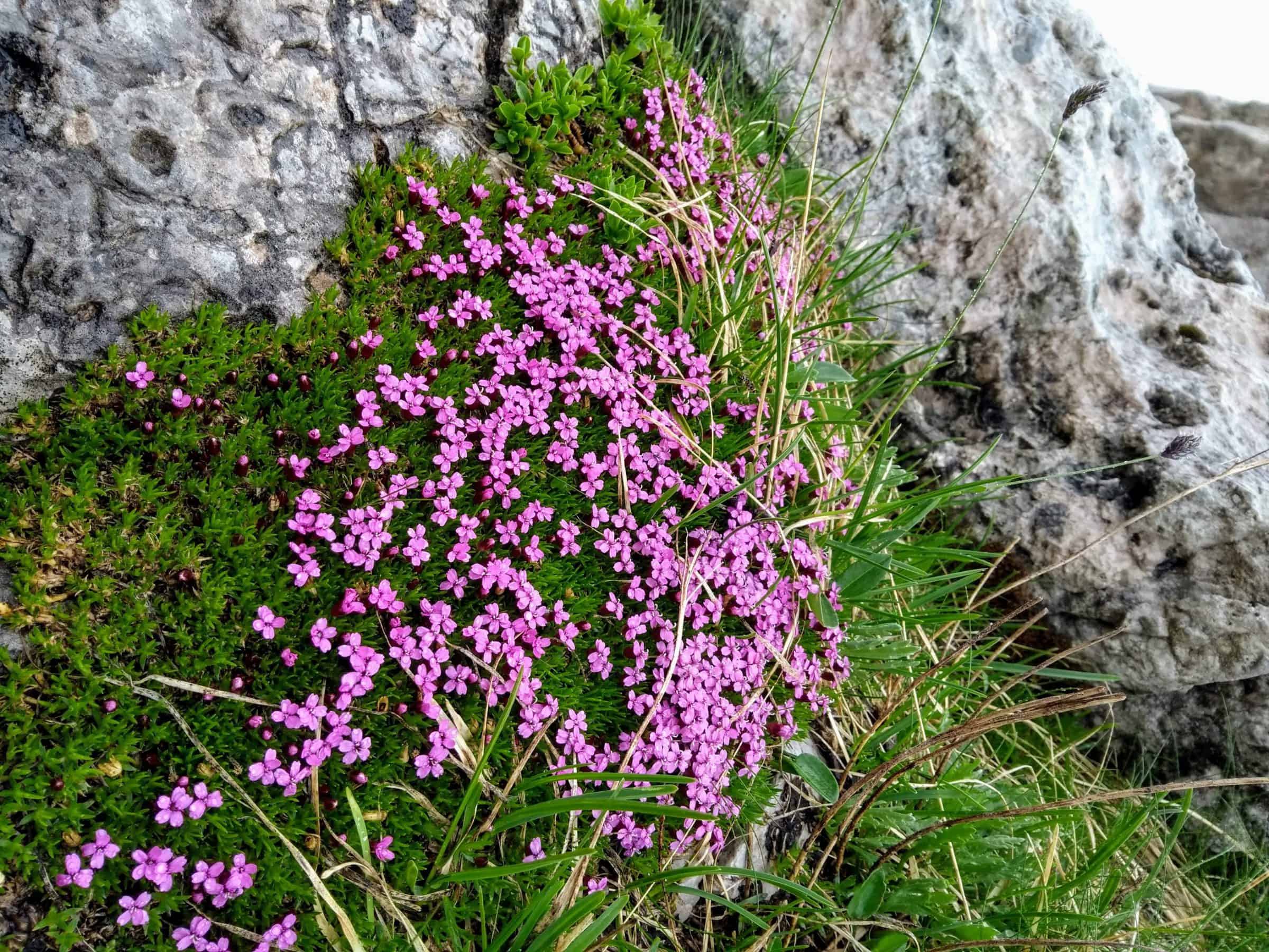 Fiori alpini