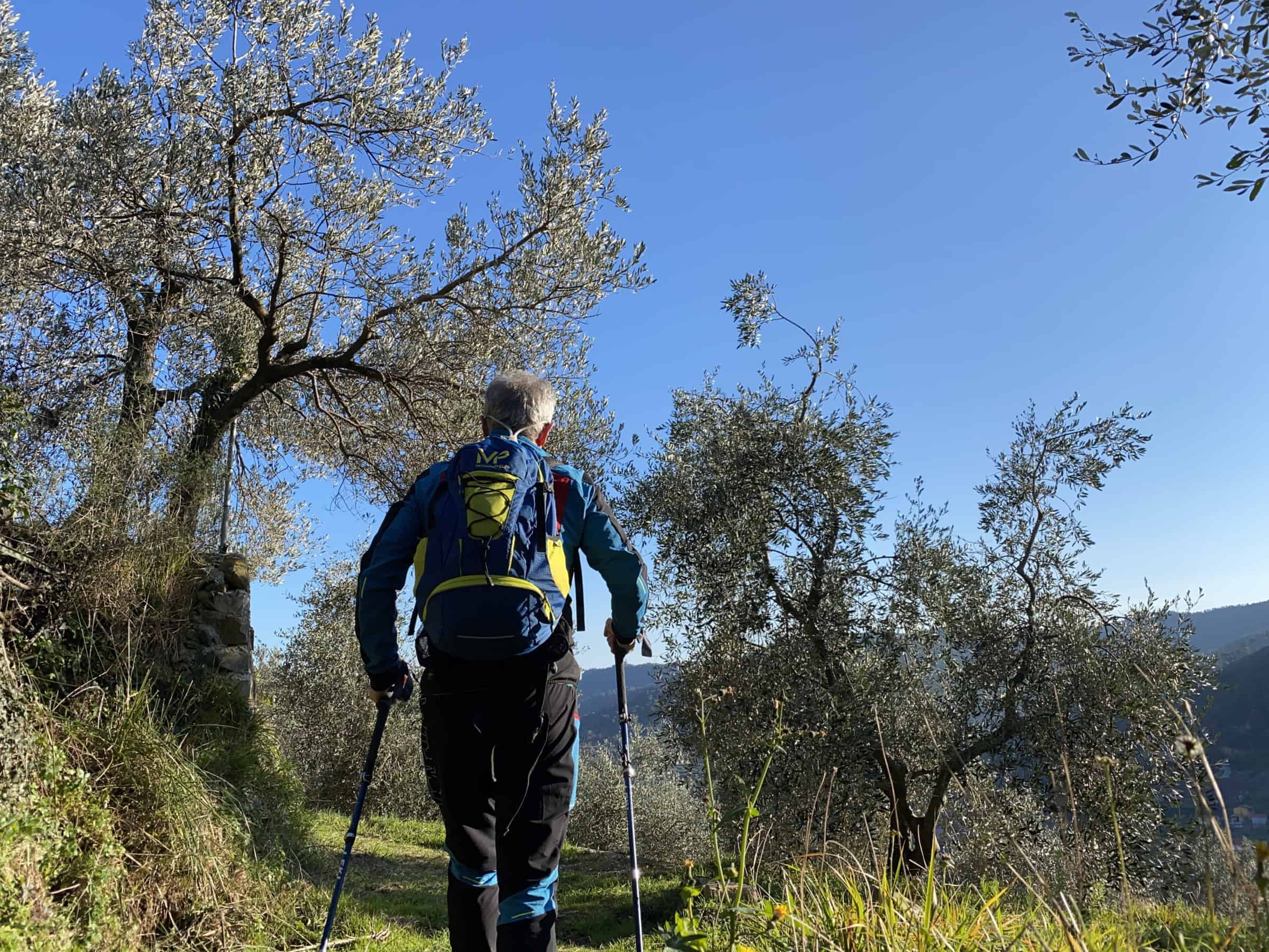 Leki Micro Vario Carbon, bastone da trekking, in azione tra gli ulivi