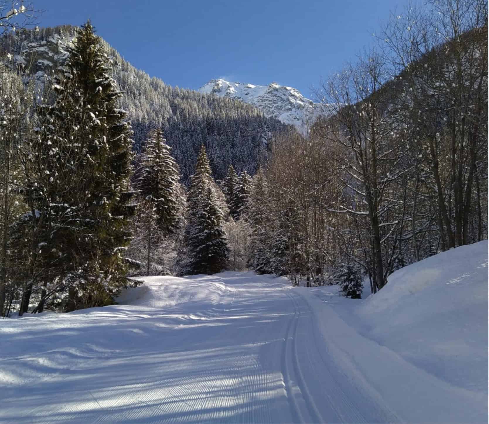 Sci_fondo_val_formazza_bosco_abeti_innevati