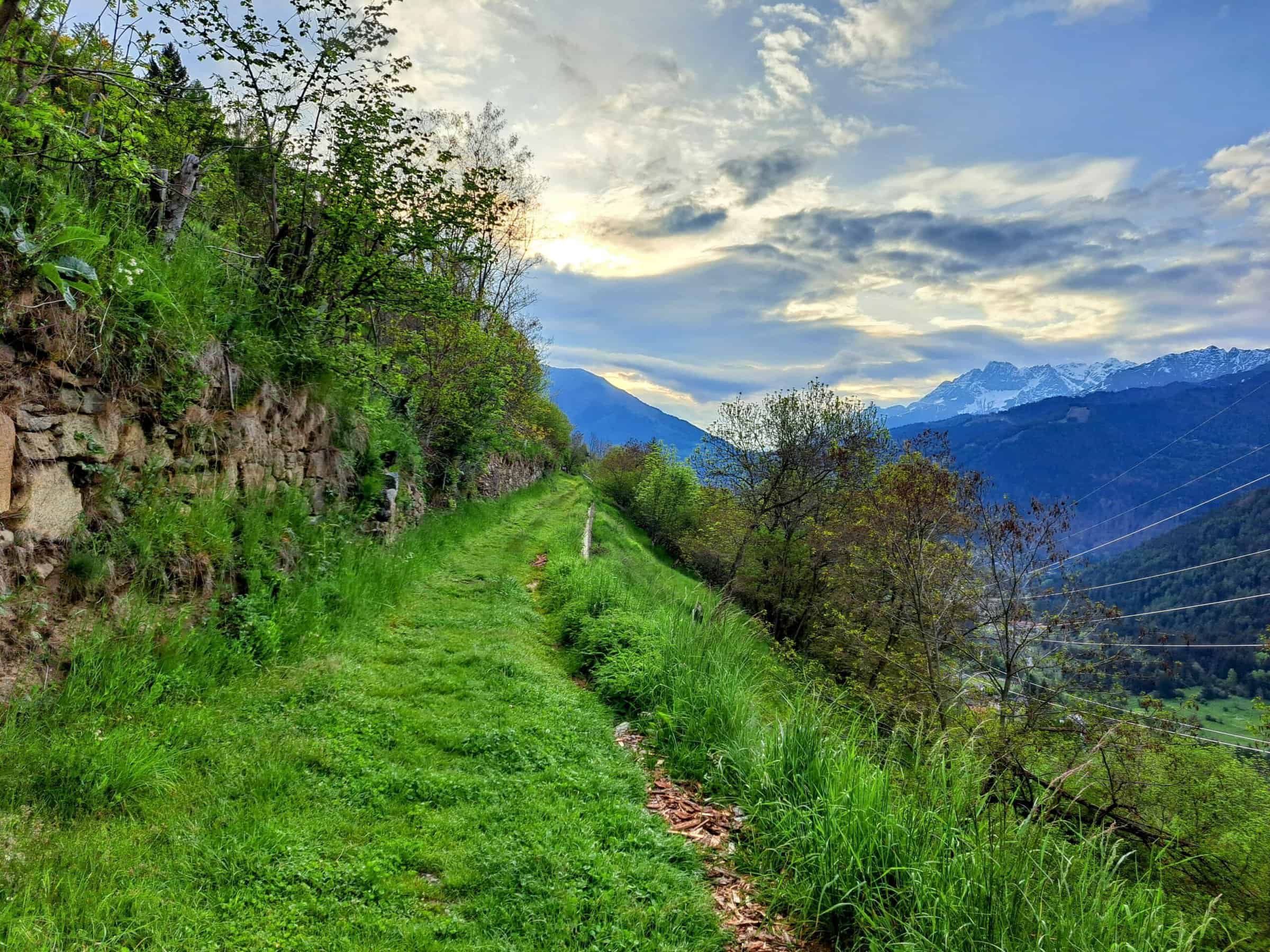 Strada nell'erba