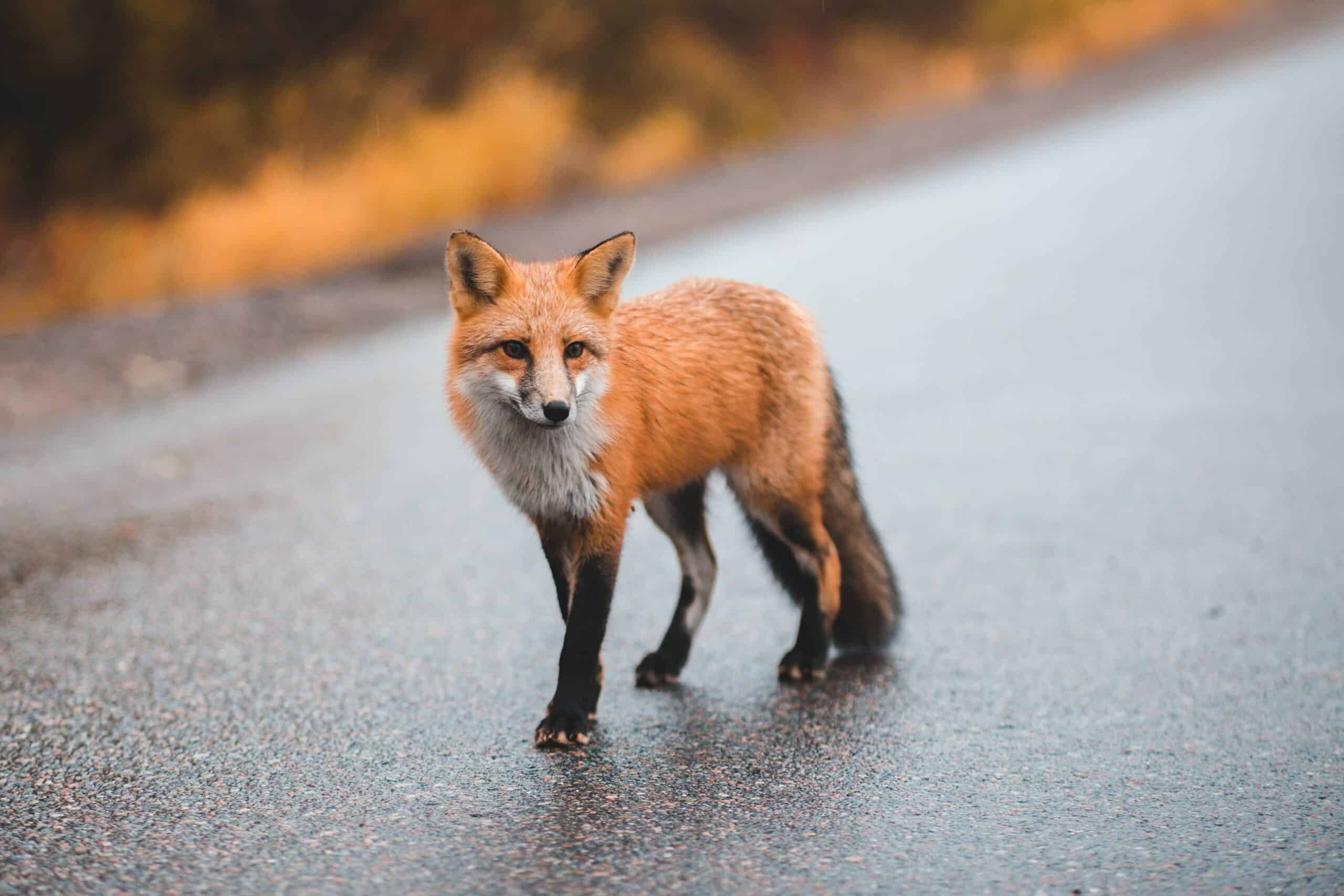 Sicurezza e predatori