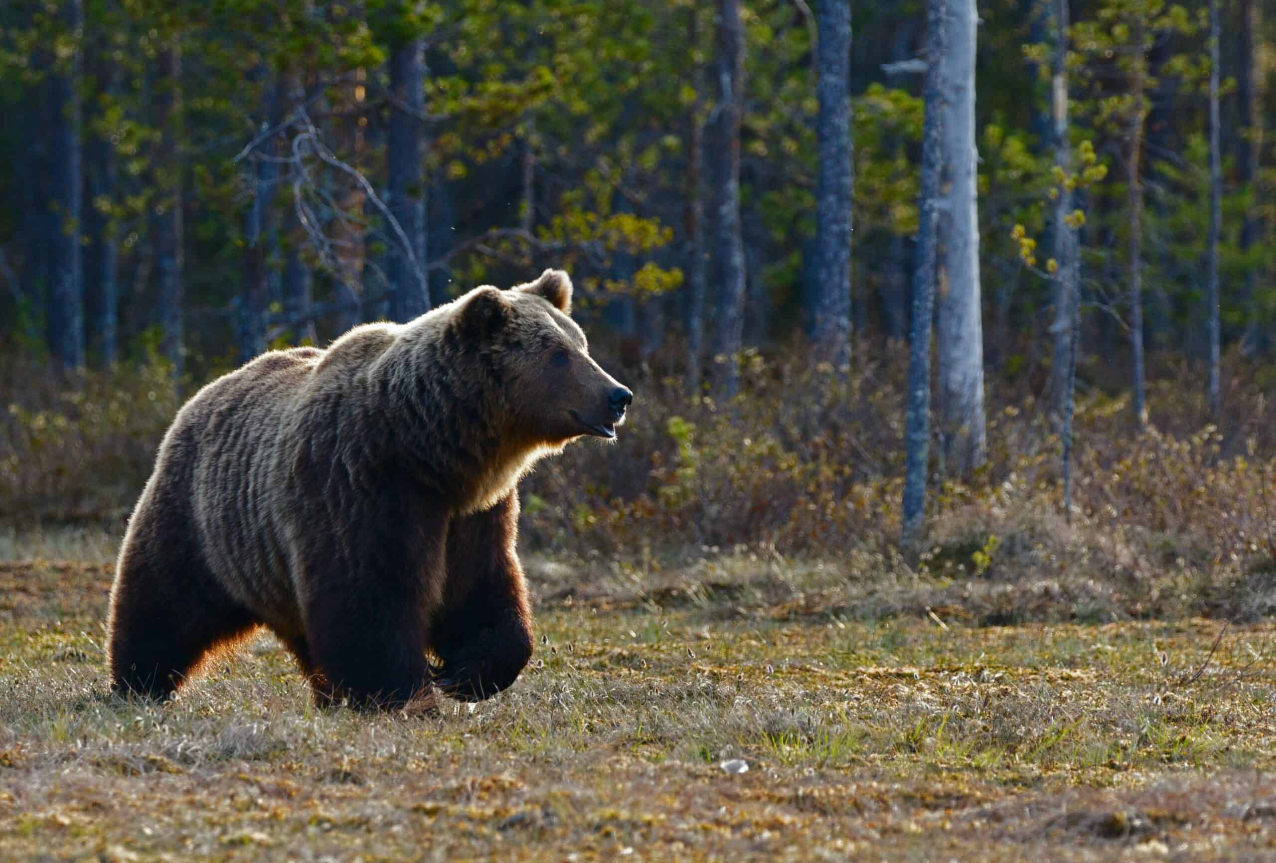 Sicurezza e predatori