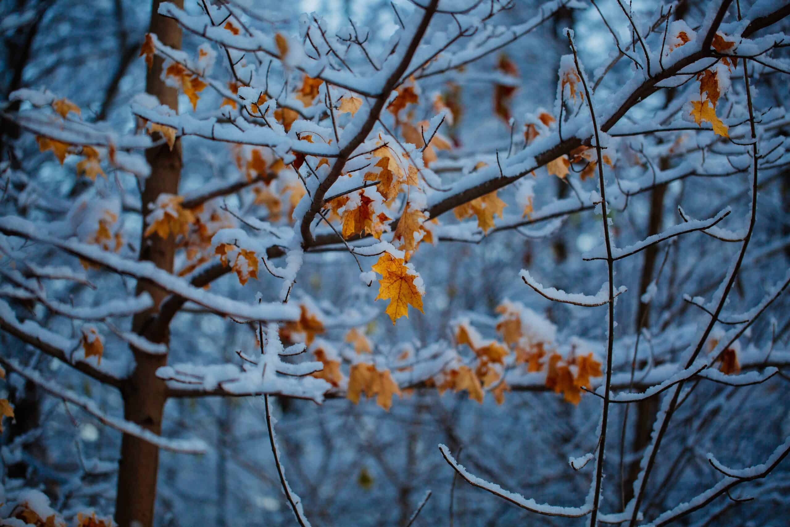 Previsioni a lungo termine neve su foglia