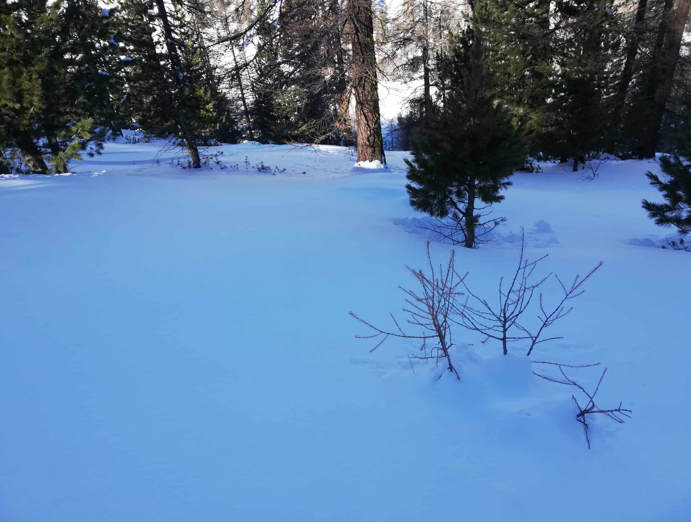 valanghe nel bosco, differenza protezione larice contro pino cembro