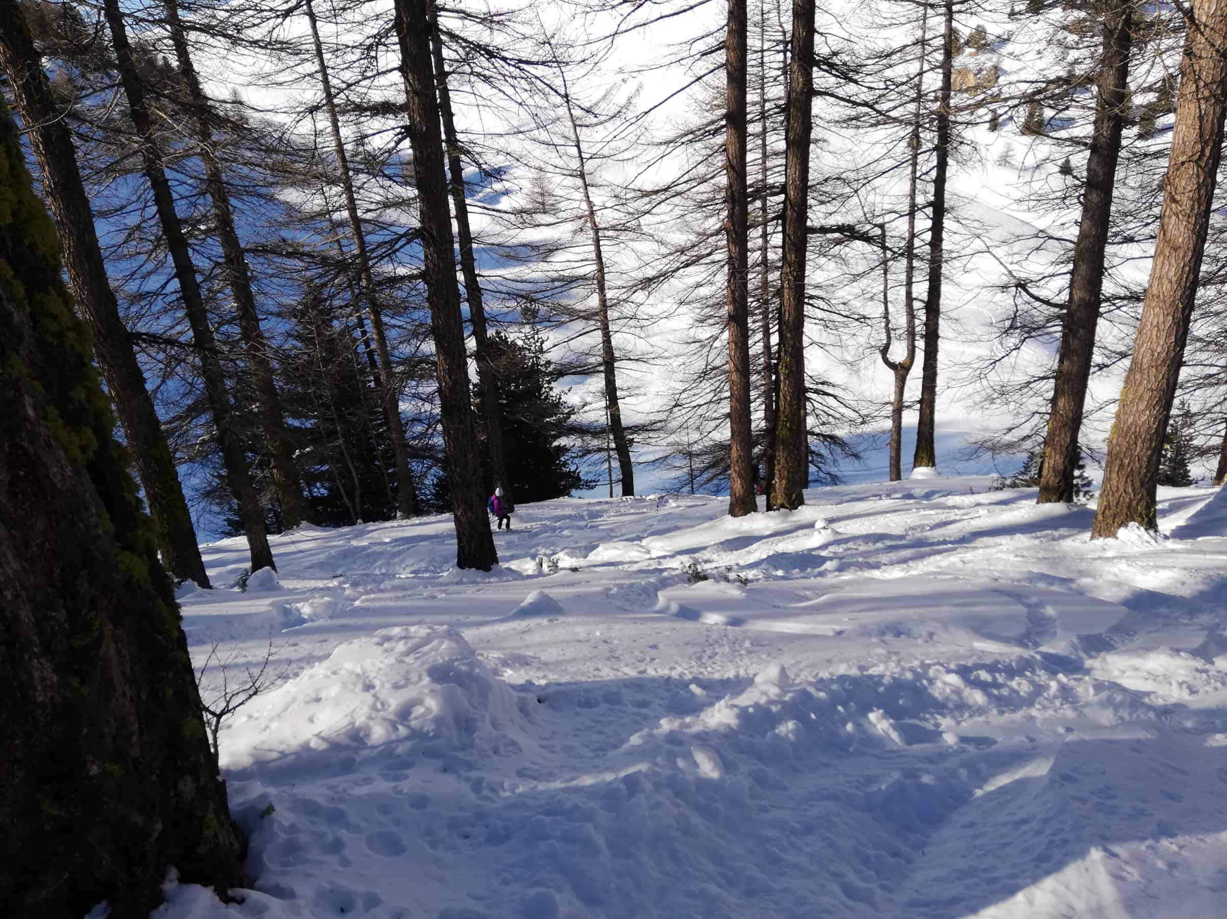 valanghe nel bosco, bosco rado di larici