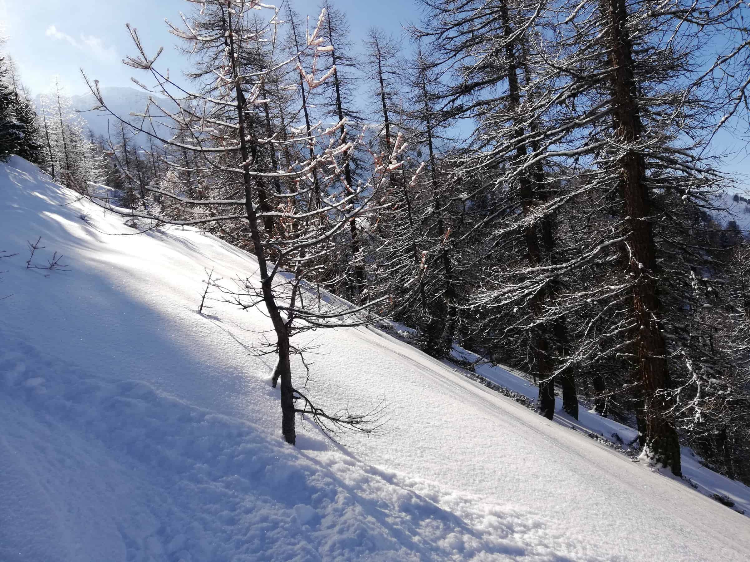 valanghe nel bosco possibili dove ci sono radure ampie