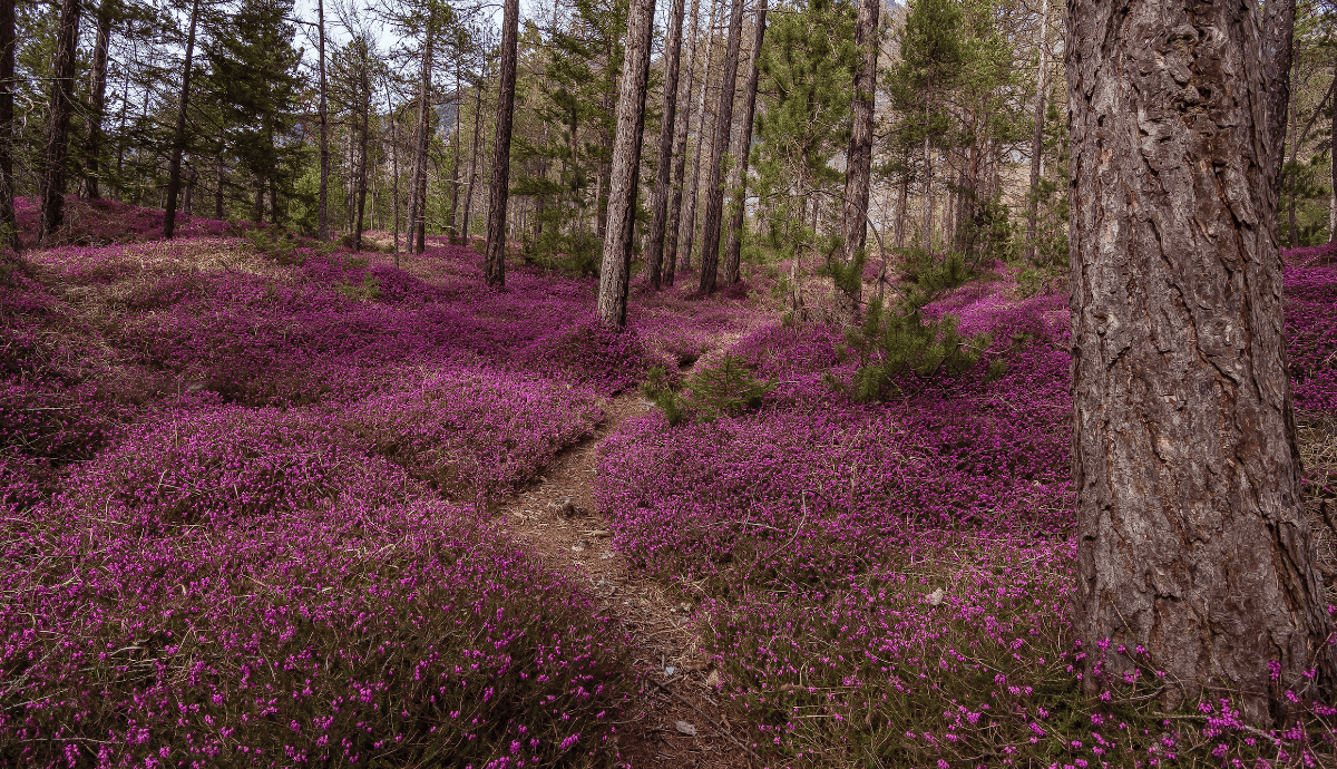Eriche nel Parco dei Bagniph. Stefi Toniatti