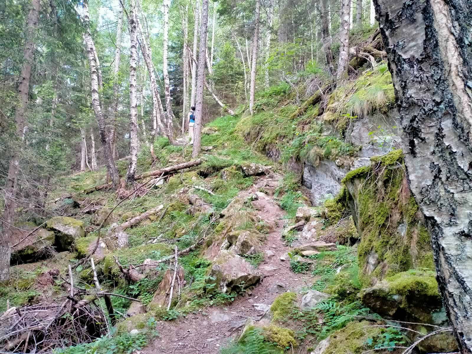 Sentiero nel bosco ripido ma ben tracciato.