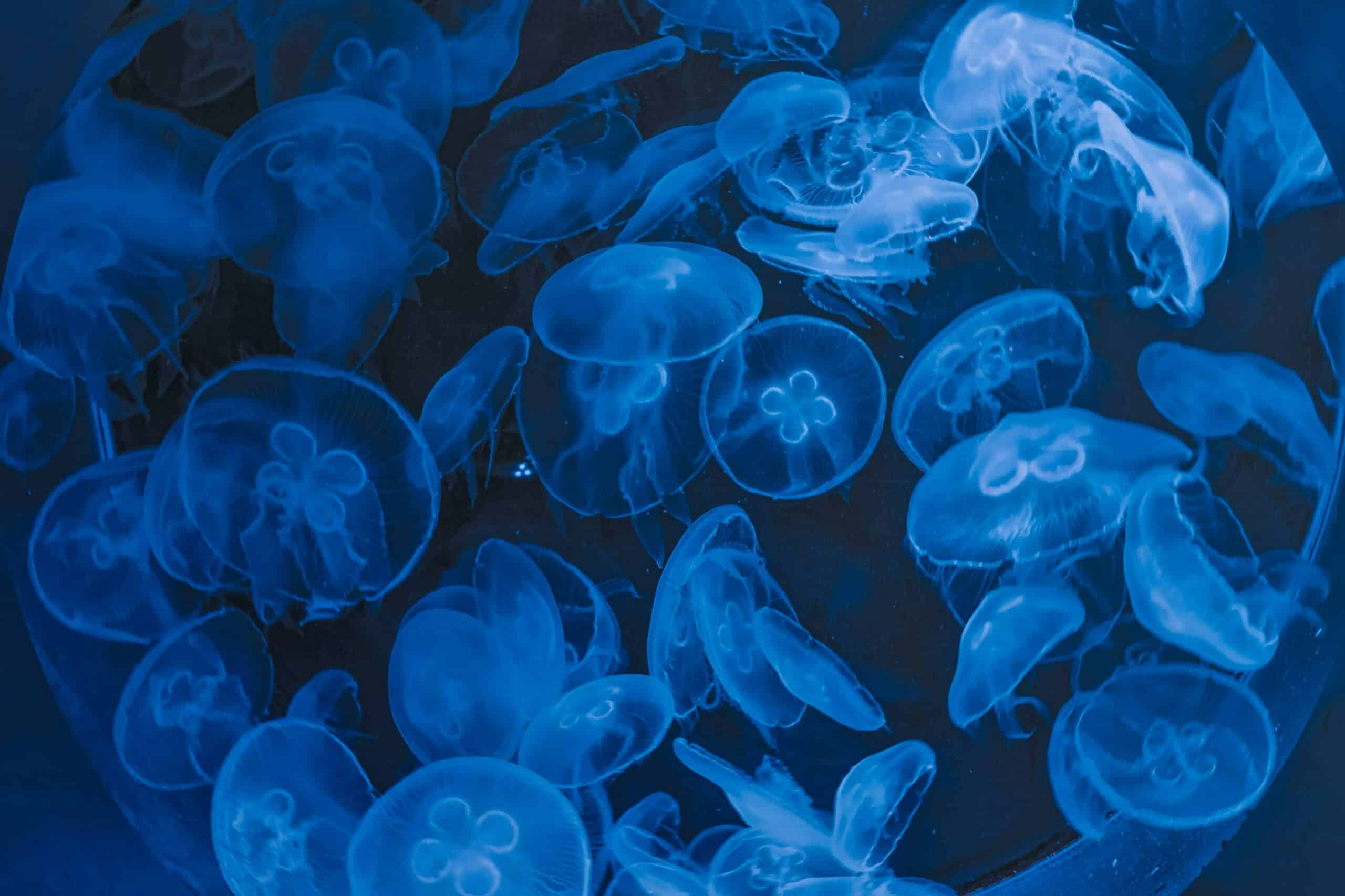 Sciame meduse