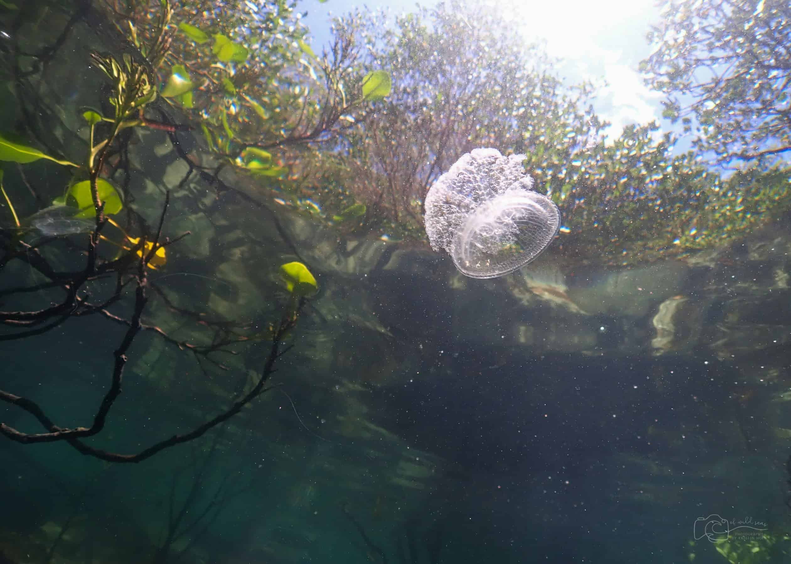 Meduse ruolo ecologico