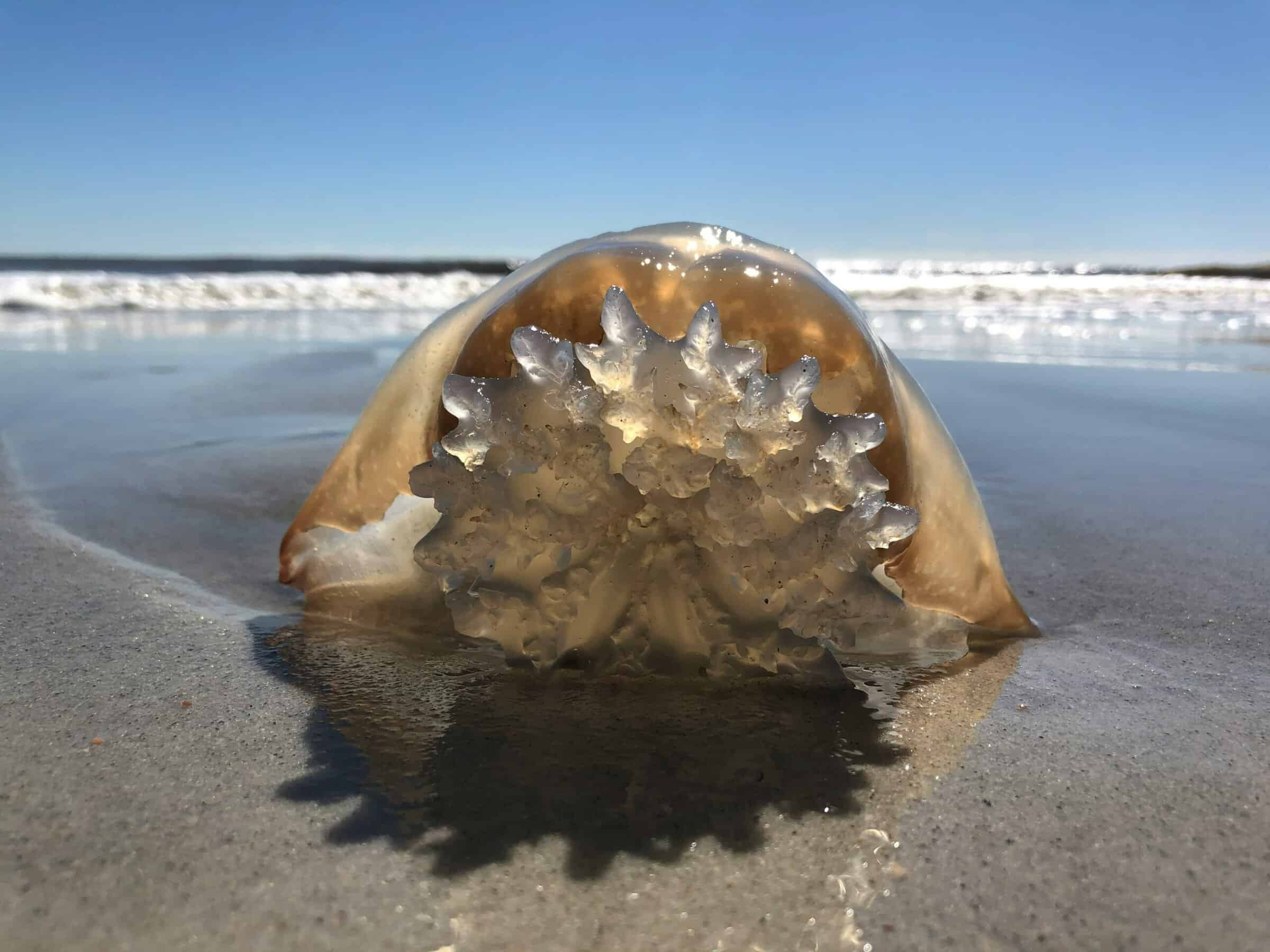 medusa spiaggiata