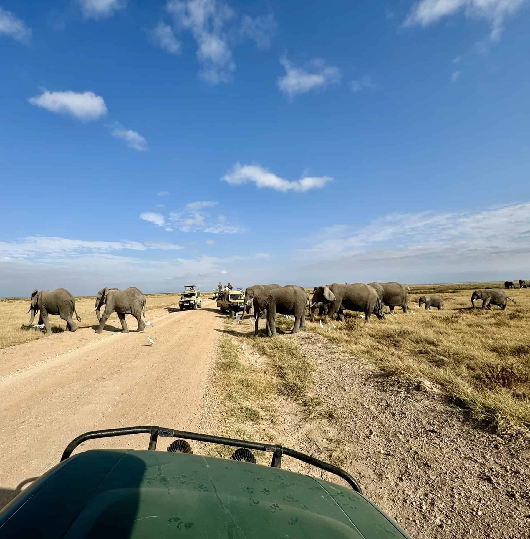 Avvistamento di elefanti dalla nostra Land Cruiser.