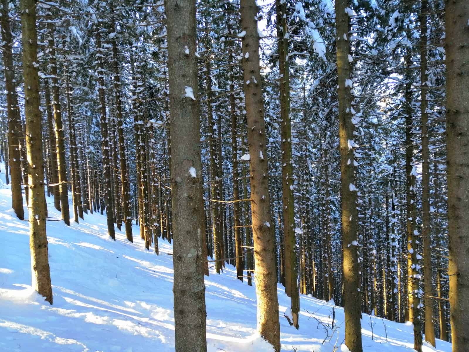 Il fitto bosco di faggi