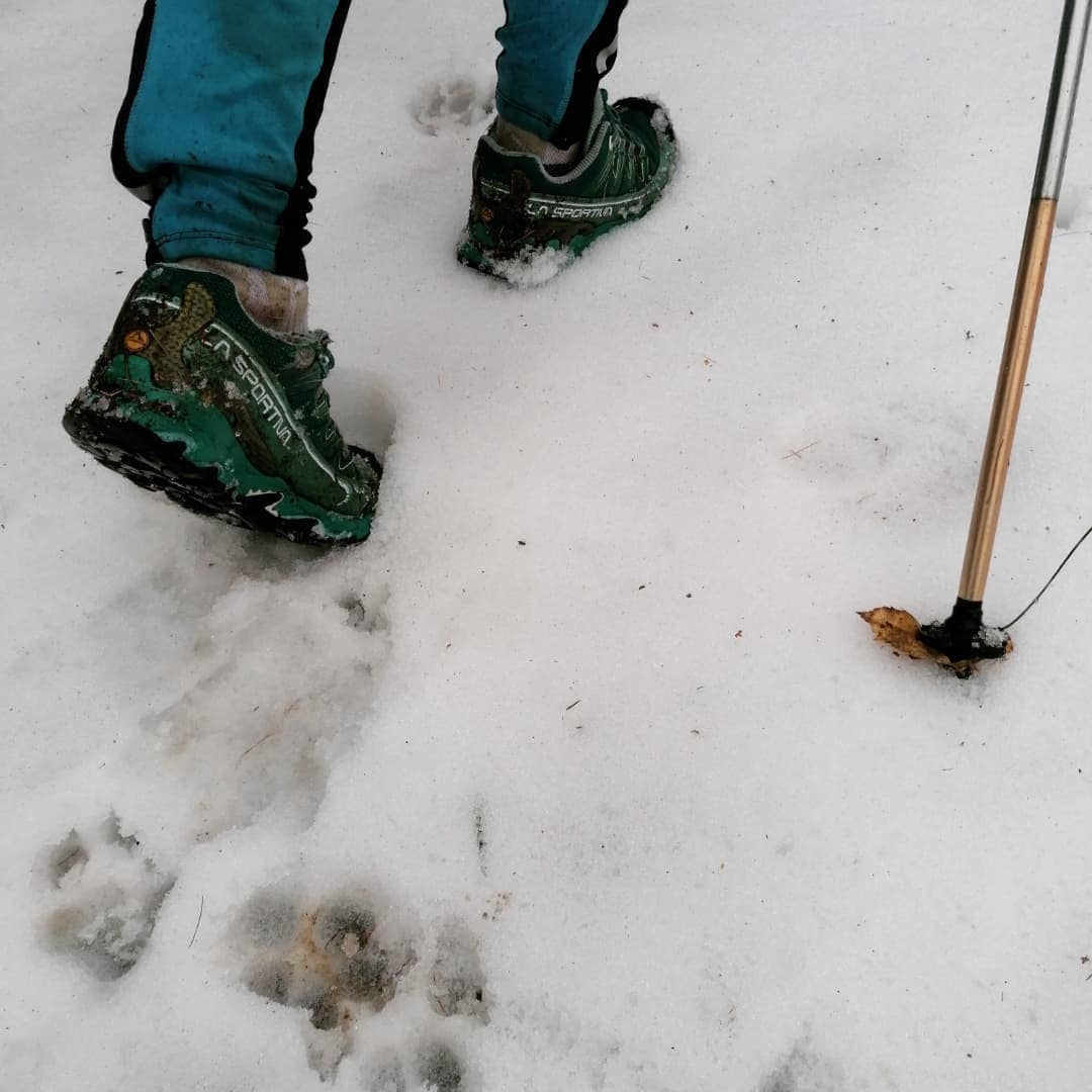 Gradinatura salita su neve